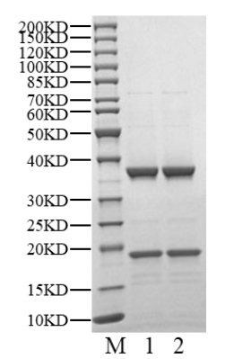 SKP1/SKP2 Protein, Human