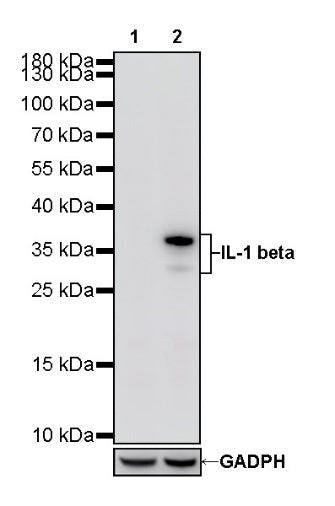 IL-1 beta Recombinant Rabbit mAb (S-1528-103)