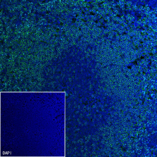 Rat Anti-Mouse CD45R/B220 Antibody (RA3-6B2)