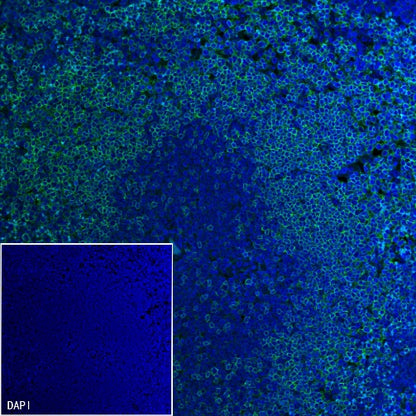 Rat Anti-Mouse CD45R/B220 Antibody (RA3-6B2)