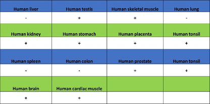 TRIM63 Recombinant Rabbit mAb (S-2304-110)