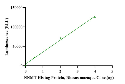 NNMT His Tag Protein, Rhesus macaque