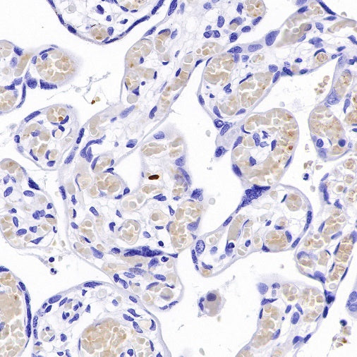 Hemoglobin alpha Recombinant Rabbit mAb (S-R242)