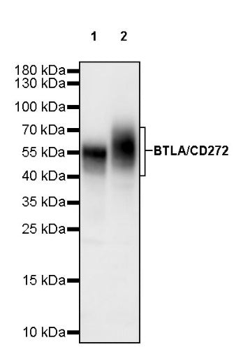 BTLA/CD272 Recombinant Rabbit mAb (S-742-13)
