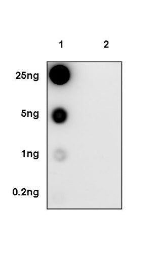 Phospho-Glycogen Synthase (Ser641) Rabbit Polyclonal Antibody