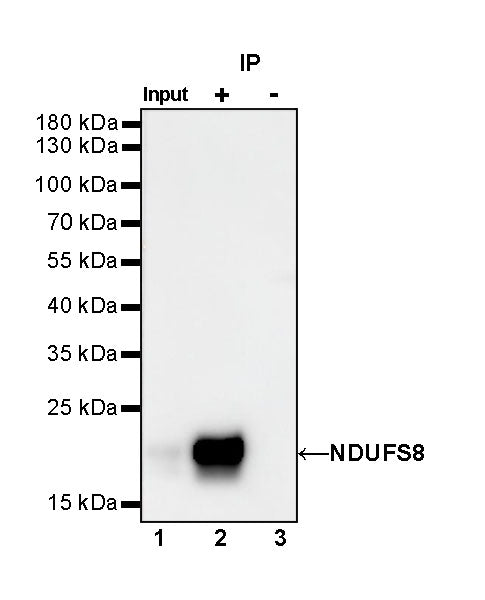 NDUFS8 Recombinant Rabbit mAb (S-1273-10)