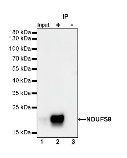 NDUFS8 Recombinant Rabbit mAb (S-1273-10)