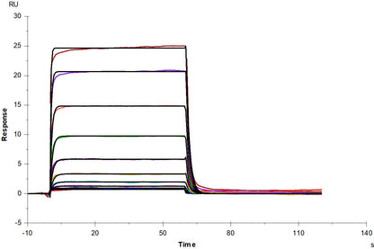 CD40 His Tag Protein, Mouse