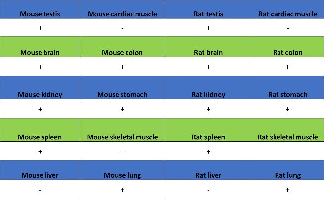 ATP7A Recombinant Rabbit mAb (S-2289-106)