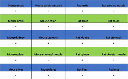 ATP7A Recombinant Rabbit mAb (S-2289-106)