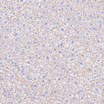S-RMab® Keratin 18 Recombinant Rabbit mAb (SDT-012-7)