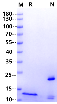 Activin A Protein, Human/Mouse/Rat (High Active)