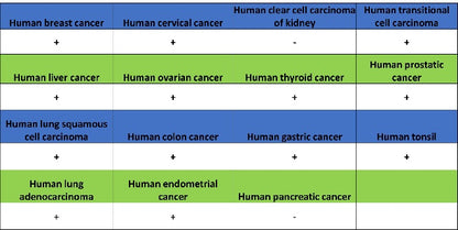 IRF-5 Recombinant Rabbit mAb (S-3056-28)
