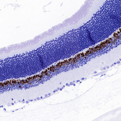 CHX10 Recombinant Rabbit mAb (S-3940-13)