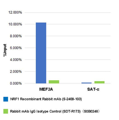 NRF1 Recombinant Rabbit mAb (S-2409-103)