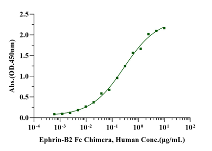 EphB6 His Tag Protein, Human