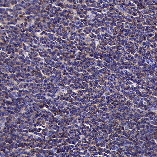 CD50 Recombinant Rabbit mAb (S-666-37)