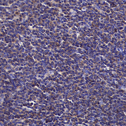 CD50 Recombinant Rabbit mAb (S-666-37)
