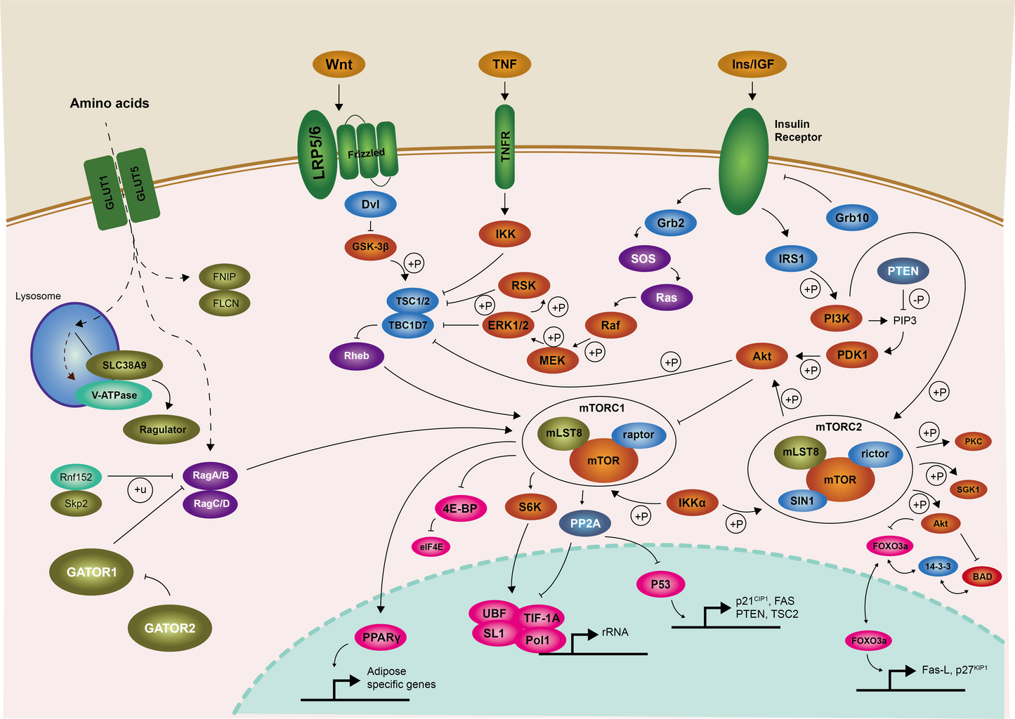 PI3K-AKT Pathway MiniAb Set(Human Only)
