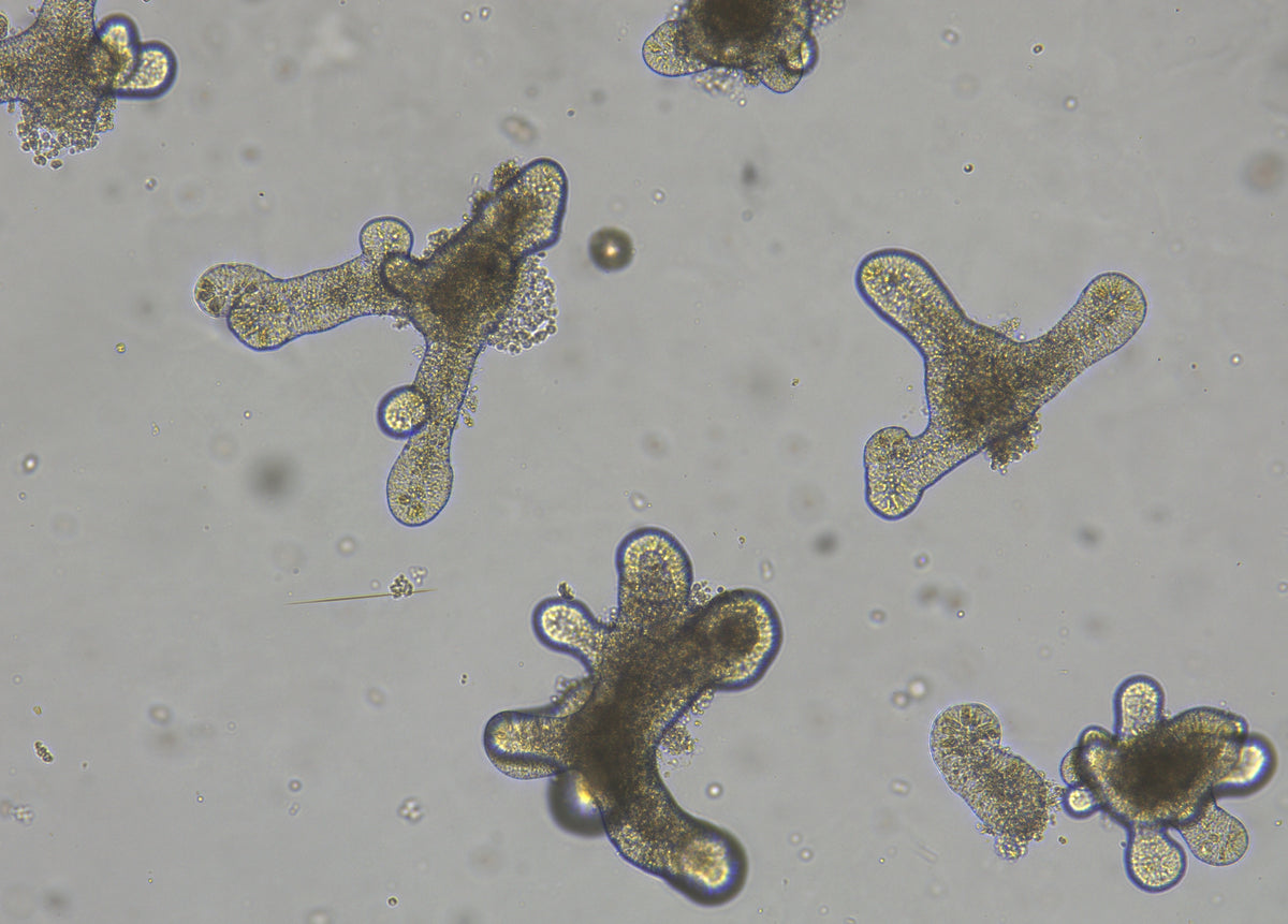 Small Intestinal Organoid Culture Medium, Mouse