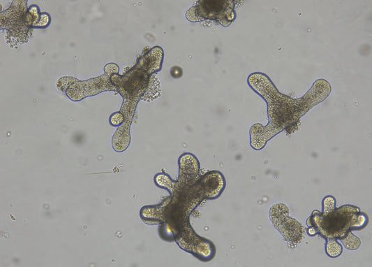 Small Intestinal Organoid Culture Medium, Mouse