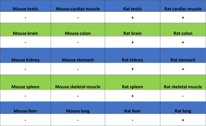 Brd4 Recombinant Rabbit mAb (S-5145)