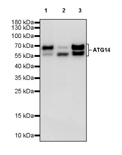 ATG14 Recombinant Rabbit mAb (S-2371-15)