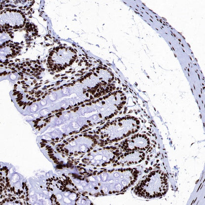 Histone H4 (Lactyl K8) Recombinant Rabbit mAb (S-3243-36)