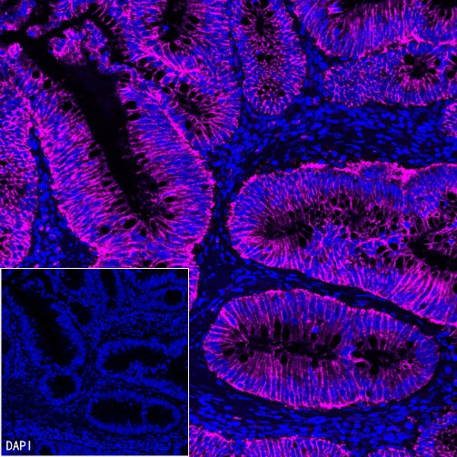 Claudin 1 Recombinant Rabbit mAb (SDT-1289-55)