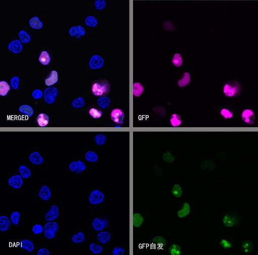 GFP Recombinant Rabbit mAb (Alexa Fluor® 647 Conjugate) (S-296-32)
