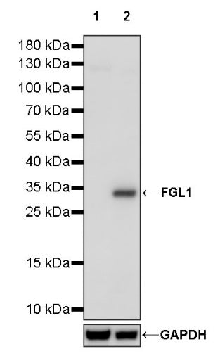 FGL1 Recombinant Rabbit mAb (S-1409-109)
