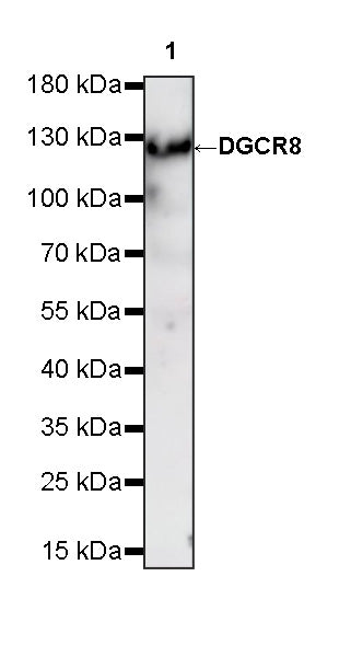DGCR8 Mouse mAb
