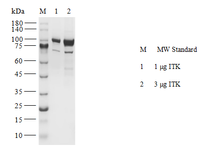 ITK GST Tag Protein,Human