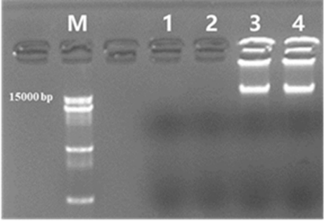 Phi29 Polymerase RCA Kit
