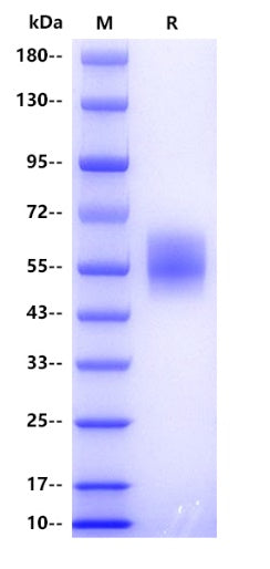 Human SIGLEC7 Protein, His tag