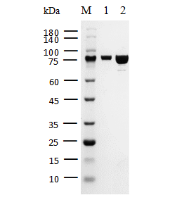 SOS1, GST Tag Protein