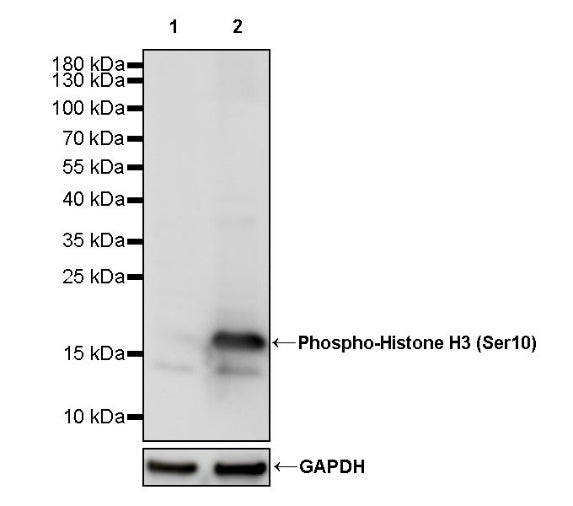 Phospho-Histone H3 (Ser10) Rabbit Polyclonal Antibody