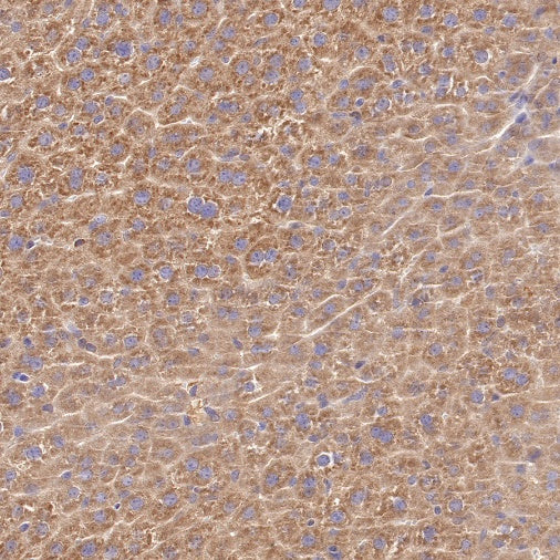 Peroxiredoxin 3 Rabbit Polyclonal Antibody