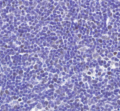 S-RMab® MCM2 Recombinant Rabbit mAb (SDT-018-68)
