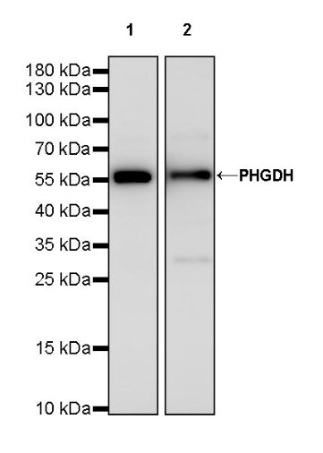 PHGDH Rabbit Polyclonal Antibody