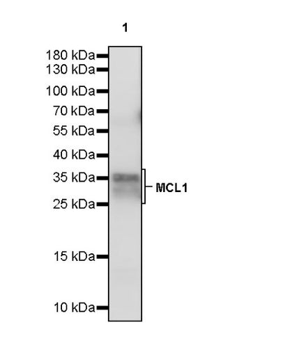MCL1 Recombinant Rabbit mAb (S-772-109)