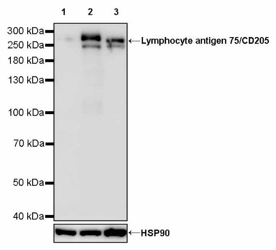 Lymphocyte antigen 75/CD205 Recombinant Rabbit mAb (S-2707-25)