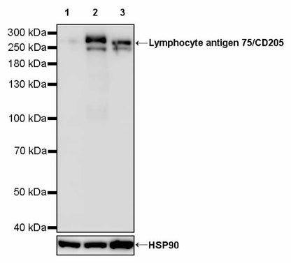 Lymphocyte antigen 75/CD205 Recombinant Rabbit mAb (S-2707-25)