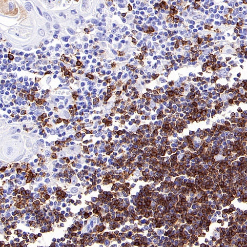 S-RMab® CD8α Mouse mAb (SDT-1036-34)