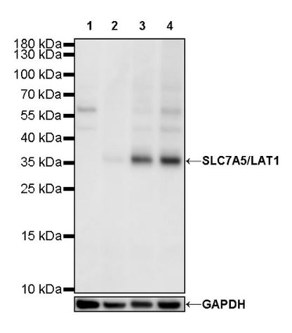 SLC7A5/LAT1 Recombinant Rabbit mAb (S-367-12)
