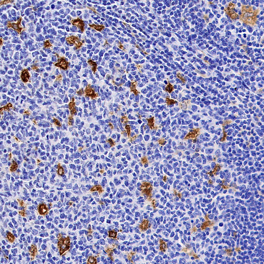 HO-1 Rabbit Polyclonal Antibody