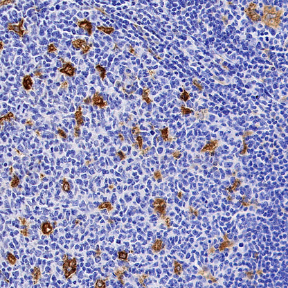 HO-1 Rabbit Polyclonal Antibody