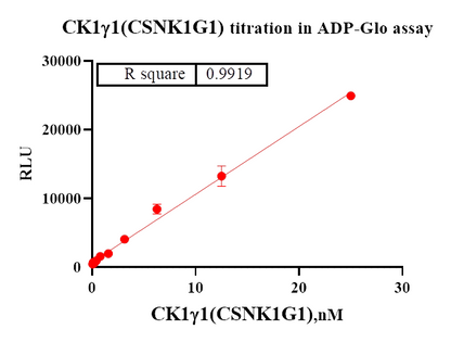CK1γ1(CSNK1G1) Protein