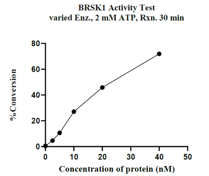 BRSK1 GST Tag Protein, Human