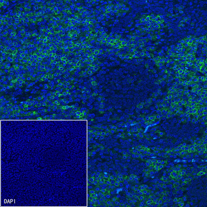 CD5 Mouse mAb (Alexa Fluor® 488 Conjugate) (S-576-35)